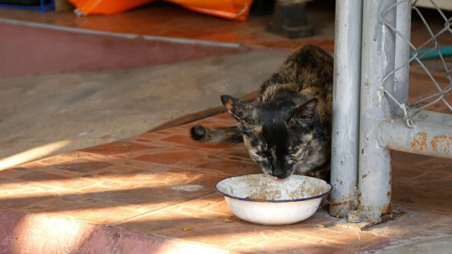 白色的黄猫在吃食物视频素材