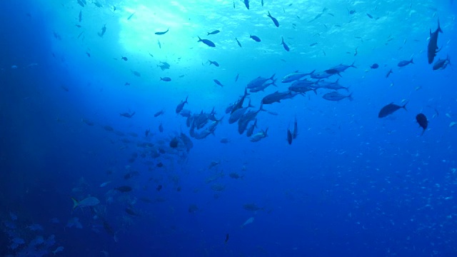 一群鲹鱼在海底尖顶视频素材