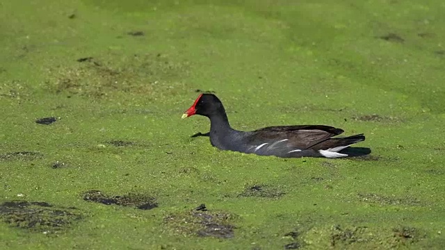 常见Gallinule游泳视频素材