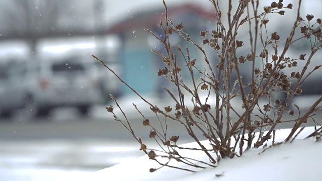 雪地里的死灌木视频下载