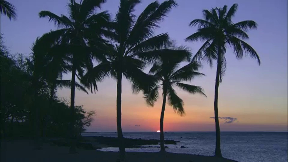 灼热的天空勾勒出热带海滩上棕榈树的轮廓。视频素材