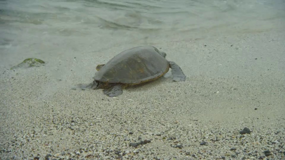 海浪冲刷着沙滩上的海龟。视频素材