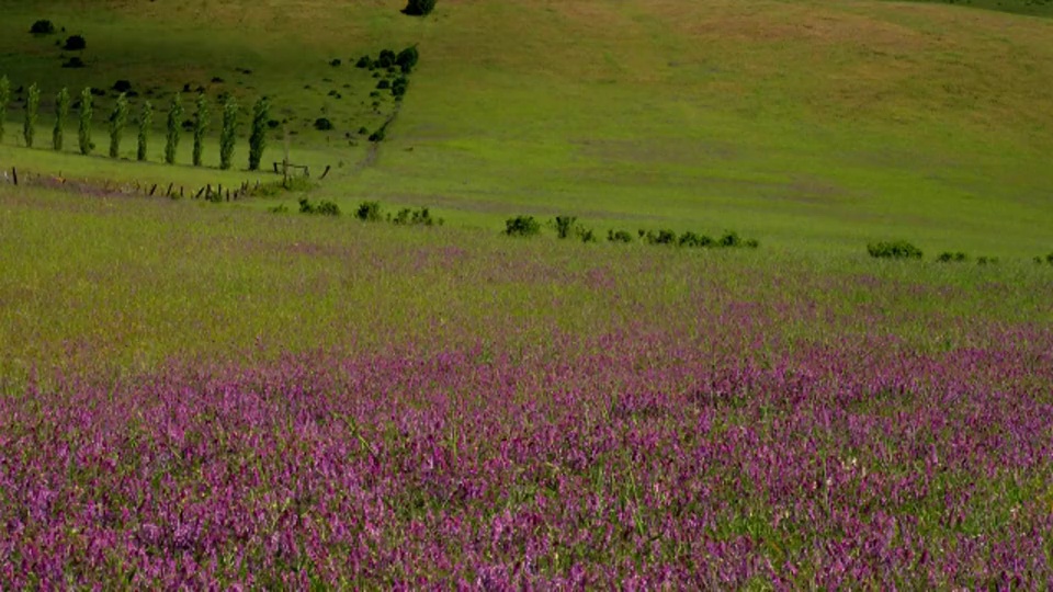 从中到宽镜头，紫色的花与起伏的绿色山丘背景，阿什兰，俄勒冈州视频素材