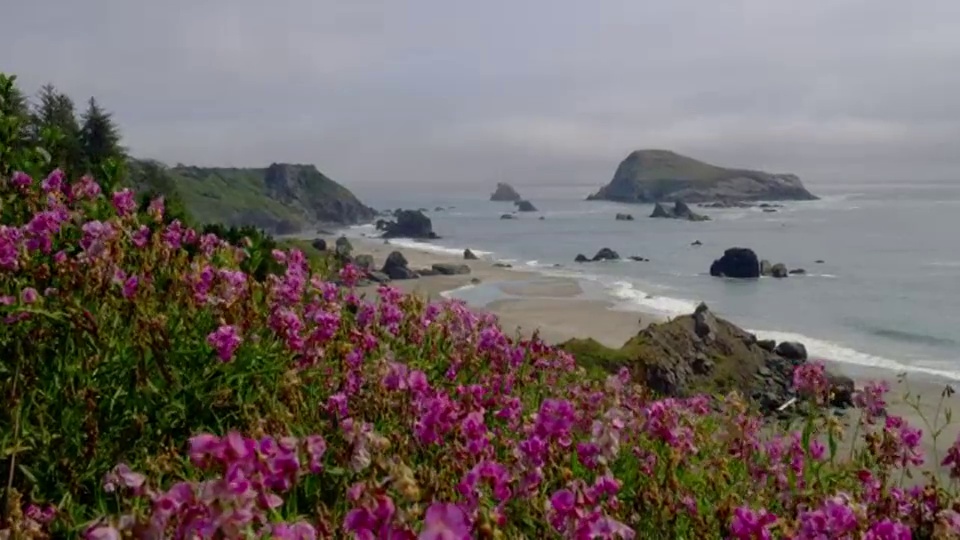 大变焦在岩石海滩和海洋与粉红色的甜豌豆花前景，俄勒冈州视频素材