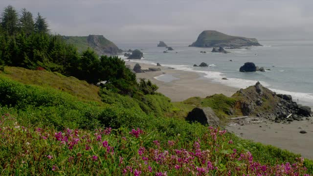 广阔的岩石海滩和海洋与粉红色的甜豌豆花前景，俄勒冈州视频素材