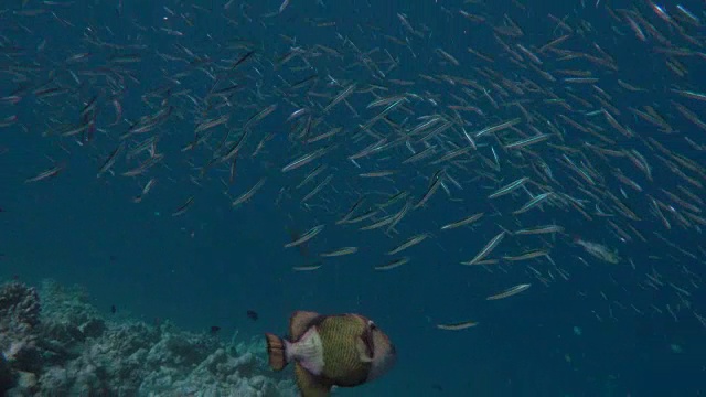 水下拍摄的海洋生物Baa环礁，马尔代夫视频素材