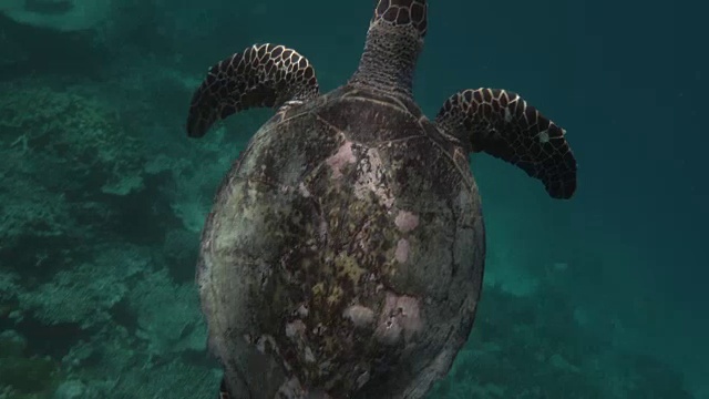 水下拍摄海龟游泳和呼吸视频素材