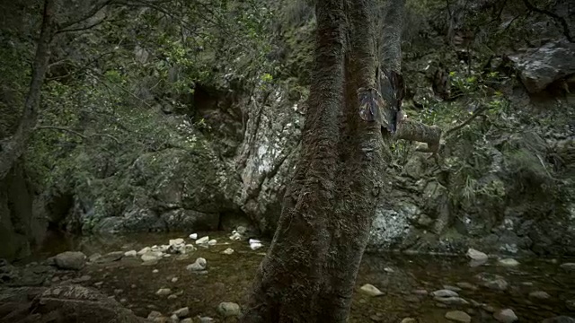 WS T/L摄于带有绿叶的峡谷深处宁静的溪流/格雷顿，西开普，南非视频下载