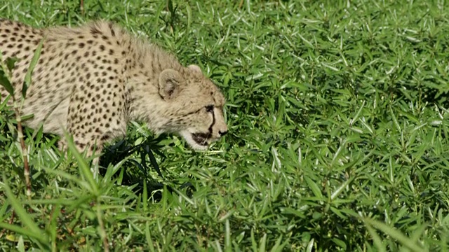 猎豹视频下载