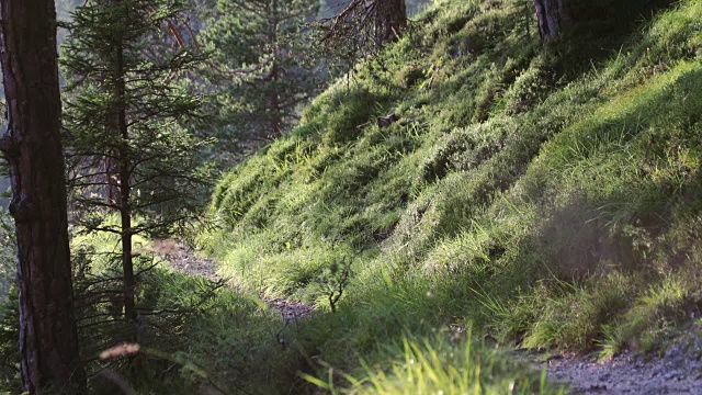 人类在森林里向山上奔跑视频素材