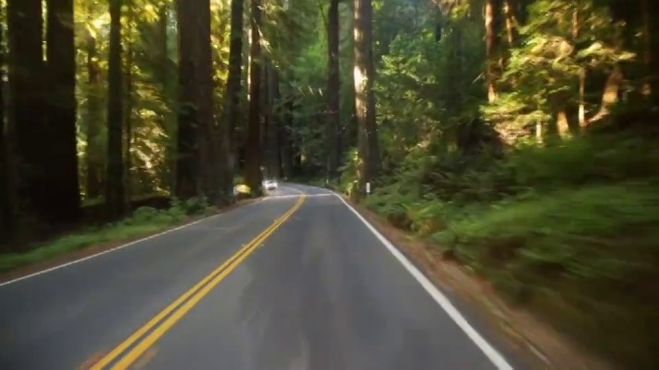 在森林中，红杉树排列在道路两旁。视频下载