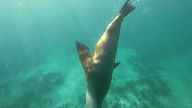 澳大利亚海狮在镜头前玩耍，南澳大利亚海王星群岛的浅水区视频素材