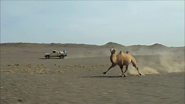 孤独的骆驼奔跑02视频素材