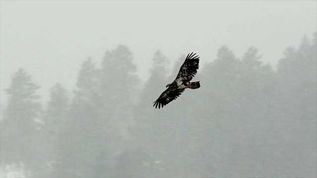 MS/SLOMO拍摄的一只金鹰(Aquila chrysaetos)在暴风雪中飞行视频素材