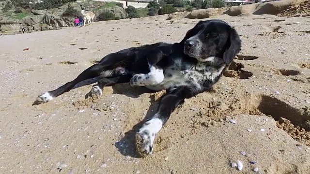 海滩上的幸福可爱的狗视频下载