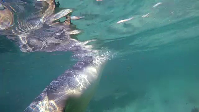 南澳大利亚海狮在海王星群岛浅水区游泳。视频素材