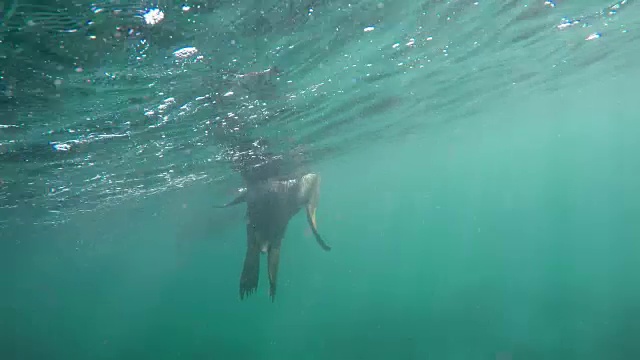 澳大利亚海狮在海草和岩石中游泳，南澳大利亚海王星群岛。视频素材