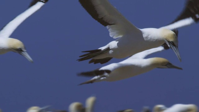 塘鹅的侧面飞过巨大的殖民地视频素材