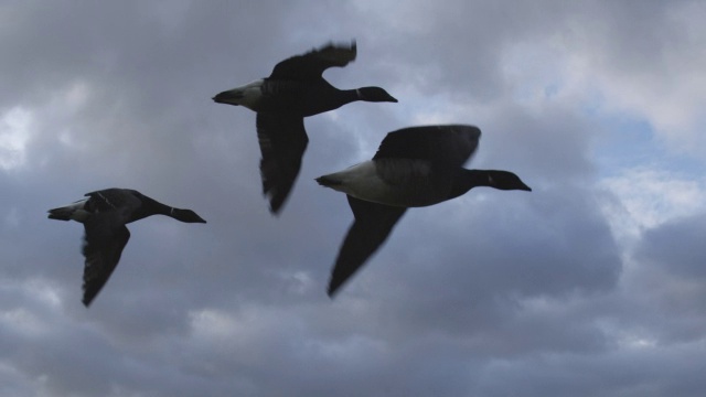 Air to Air MS与Brent Goose TU一起飞行，以多云的天空为背景展示其余的家人视频素材