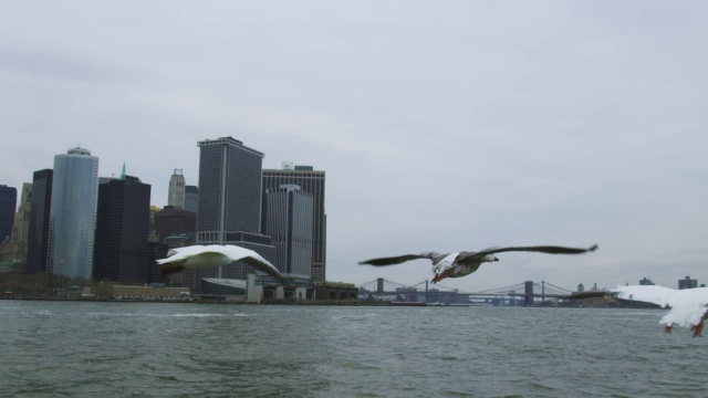 雪鹅一家低低地飞过纽约港，身后是空中跟踪，背景是船视频素材