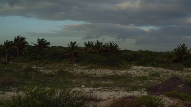 空中拍摄沿着墨西哥坎昆长满棕榈树的海滩视频素材