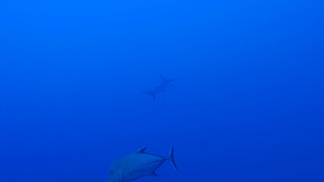 在海底游泳的巨型锤头鲨视频素材