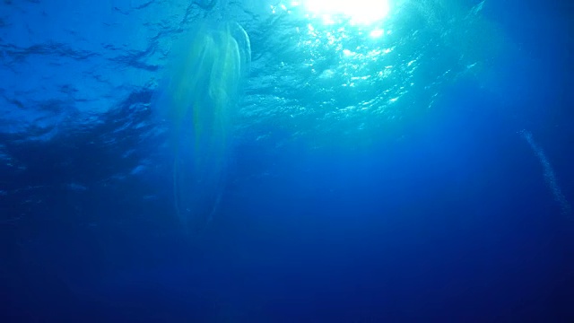 海面下的水母视频素材