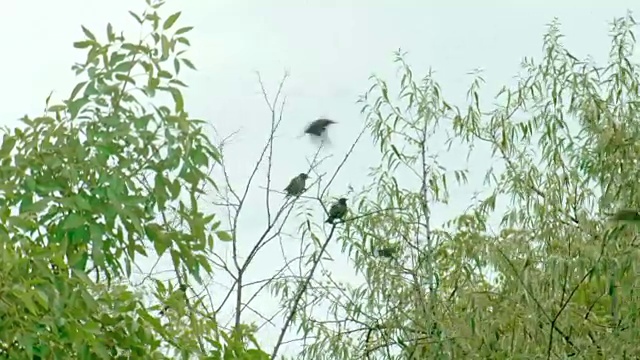 鸟儿在飞翔-纽西德尔湖视频素材