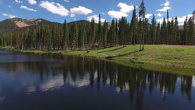 马匹越过水飞到，落基山脉揭示秋天的颜色湖反射，Off road, rzr野生动物，树叶短空中，4K, 7s, 51of102，股票视频销售-无人机发现-无人机鸟瞰图视频素材