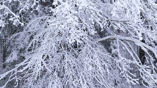 白雪覆盖的森林里的树在下雪。视频素材