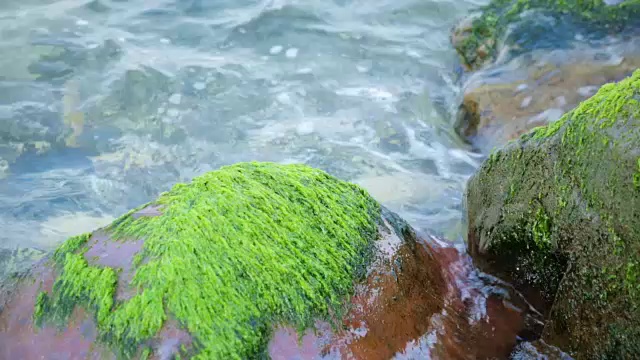 覆盖着海藻的岩石视频素材