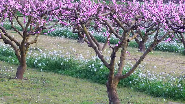 桃花的观点视频素材