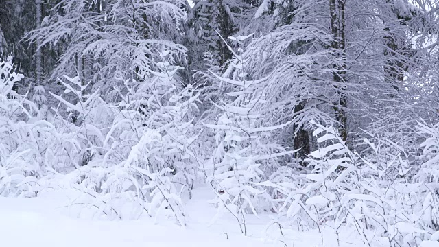 雪覆盖了森林里的树木。视频素材