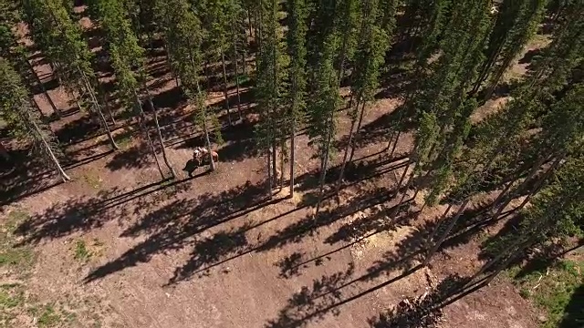 在树林里的马从山上pan下来，落基山脉揭示秋天的颜色湖反射，Off road, rzr野生动物，树叶短空中，4K，股票视频销售-无人机发现-无人机空中视图视频素材