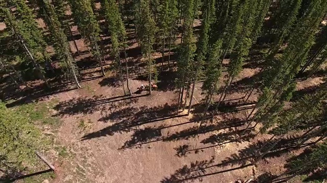 马跑出树林，落基山脉揭示秋天的颜色湖反射，Off road, rzr野生动物，树叶短空中，4K, 16s, 7of8，股票视频销售-无人机发现-无人机航拍视图视频素材