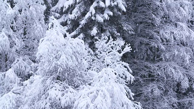 雪覆盖了森林里的树木。视频素材