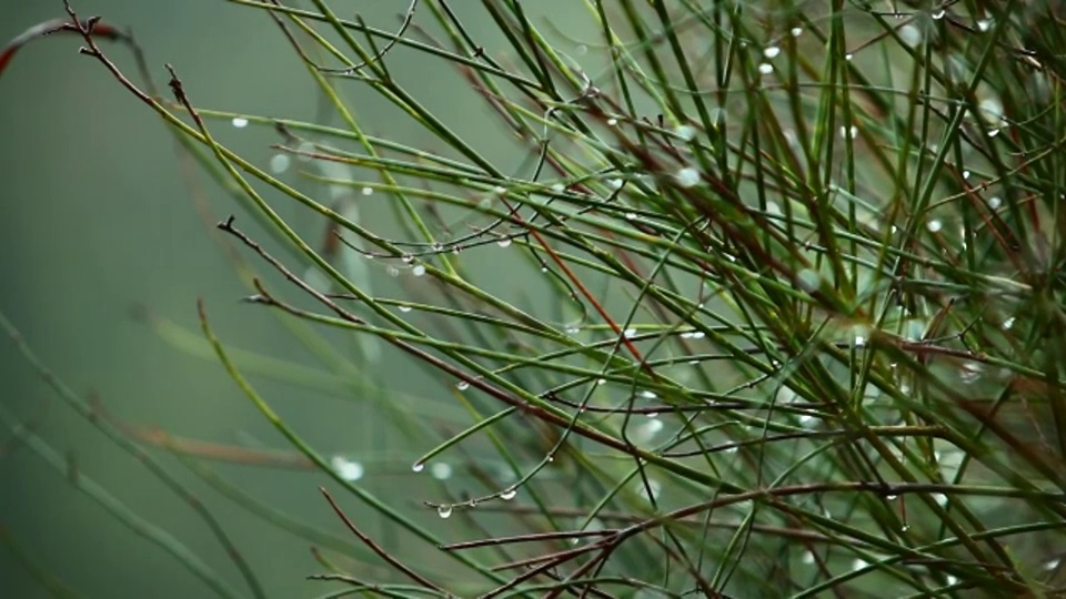 水滴在植物上闪闪发光。视频下载