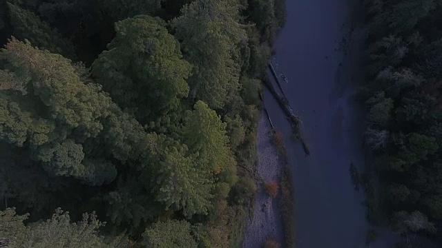 向后看高大的树红杉，空中，4K, 8, 50的2，森林树，北加州最高的树在世界上，太阳闪光，亥伯龙树，世界纪录，股票视频销售-无人机发现无人机航拍视图视频素材