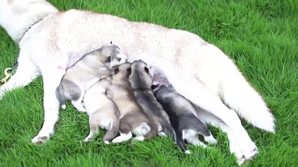 西伯利亚幼犬吃奶视频素材