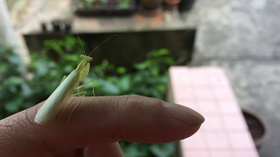 螳螂视频下载