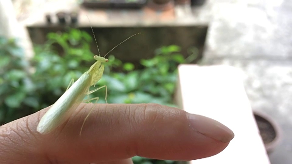 螳螂视频下载