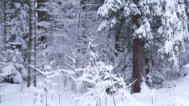 雪覆盖了森林里的树木。缓慢的运动。视频素材