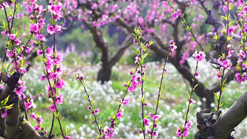 桃花的观点视频素材