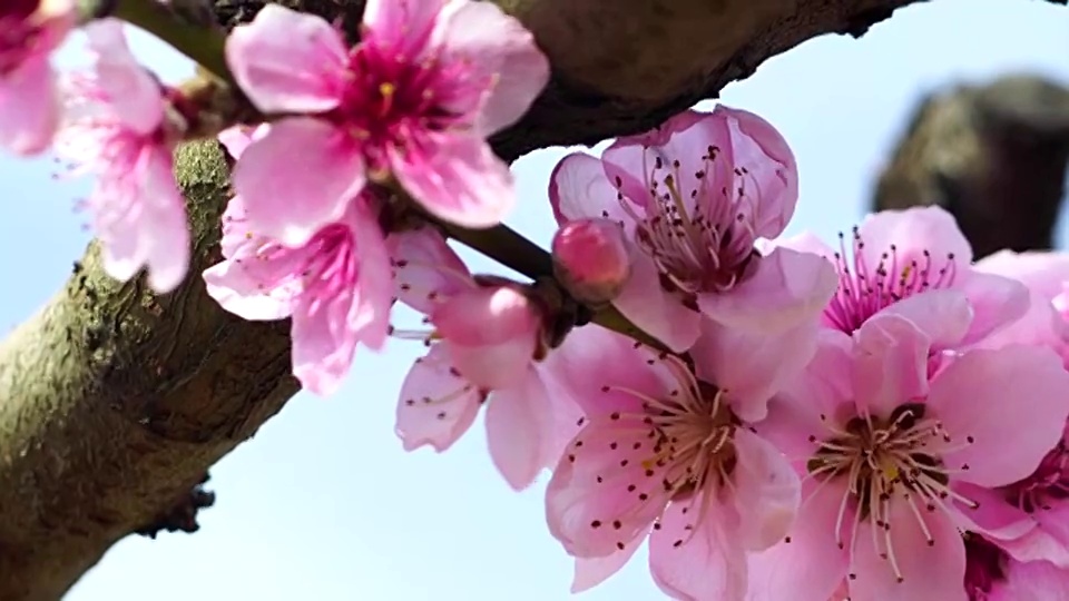 桃花的观点视频素材