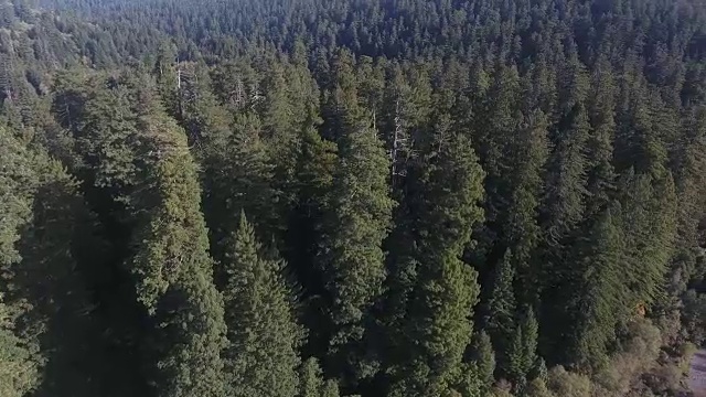 飞越河流，平底多个红木森林，空中，4K, 38秒，35的50，森林树木，北加州最高的树在世界上，太阳闪光，亥伯龙树，世界纪录，库存视频销售-无人机4K自然/野生动物/气象无人机空中视频视频素材