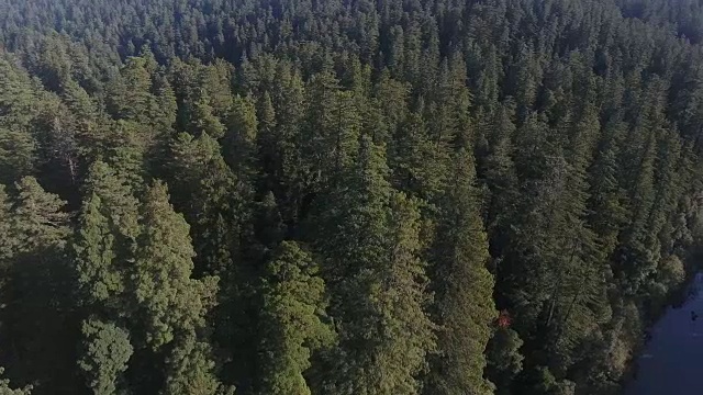 Side flight over River Redwood Forest, Aerial, 4K, 8s, 36of50, Forest Trees，北加州世界上最高的树，Sun flare，亥伯龙树，世界纪录，库存视频销售-无人机发现4K自然/野生动物/气象无人机航拍视频视频素材