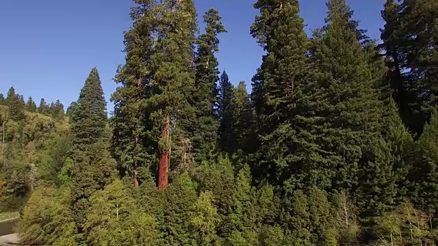 RISE near river Redwood Forest, Aerial, 4K, 18s, 40of50, Forest Trees，北加州世界上最高的树，Sun flare，亥伯龙树，世界纪录，库存视频销售-无人机发现4K自然/野生动物/气象无人机航拍视频视频素材