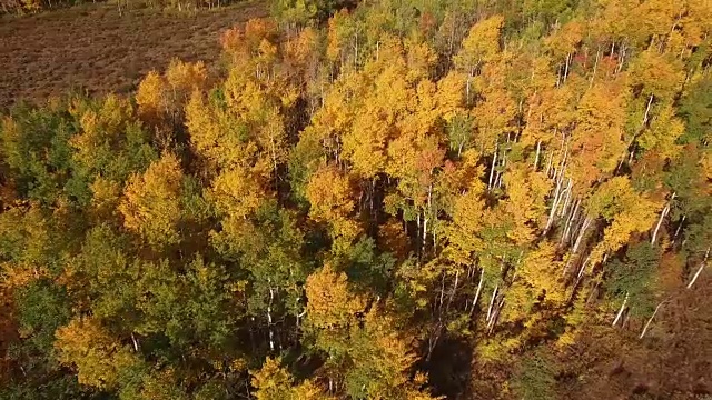 高向下看全景，空中，4K, 17s, 34的3，白杨树，树叶，山脉，美丽的颜色，变化的叶子，科罗拉多，空中，股票视频销售-无人机发现llc无人机鸟瞰图视频素材