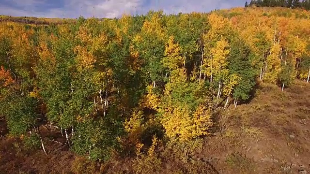 白杨树低到高揭示顶部，空中，4K, 19, 34的2，白杨树，树叶，山，美丽的颜色，变化的叶子，科罗拉多，空中，股票视频销售-无人机发现视频素材