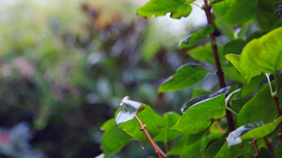 雨滴和树叶视频素材